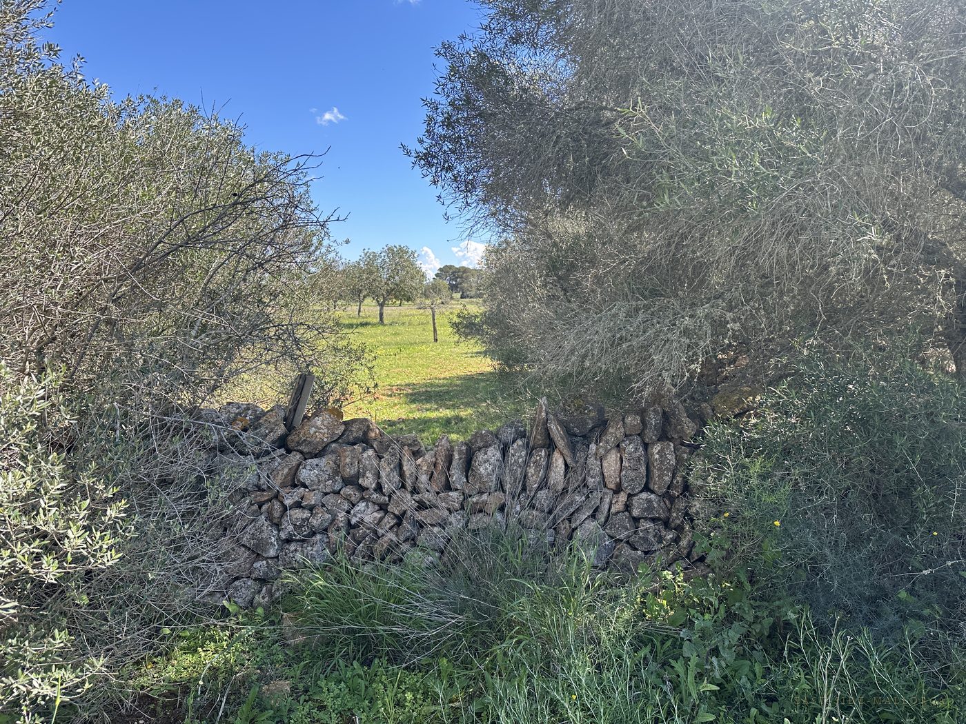 Die alte Trockensteinmauer zwischen Olivenbäumen